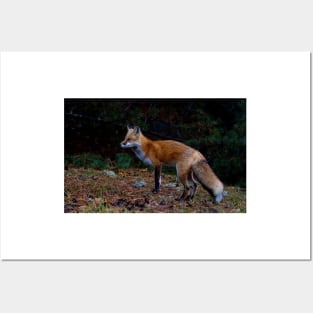 Red Fox - Algonquin Park, Canada Posters and Art